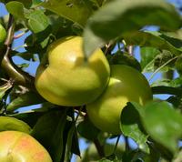 æblesort Gråsten Høvdinggård